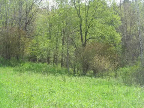 56 Acres of Wooded Land