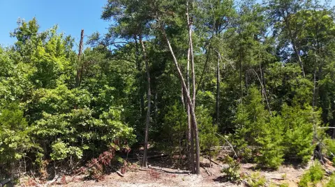 Wooded Homesite Near Douglas Lake