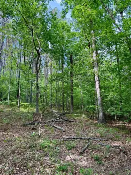 35 Acres of Winston County Land