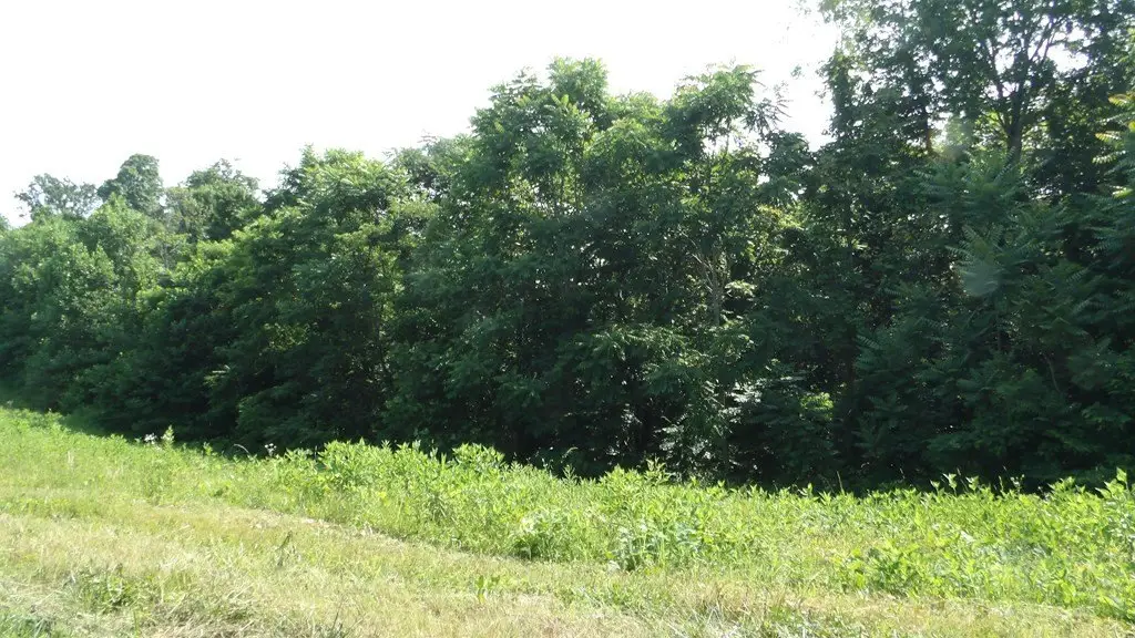 Picture 23