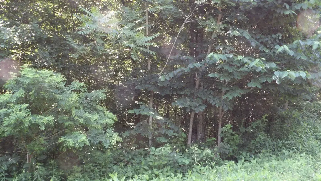 Picture 31
