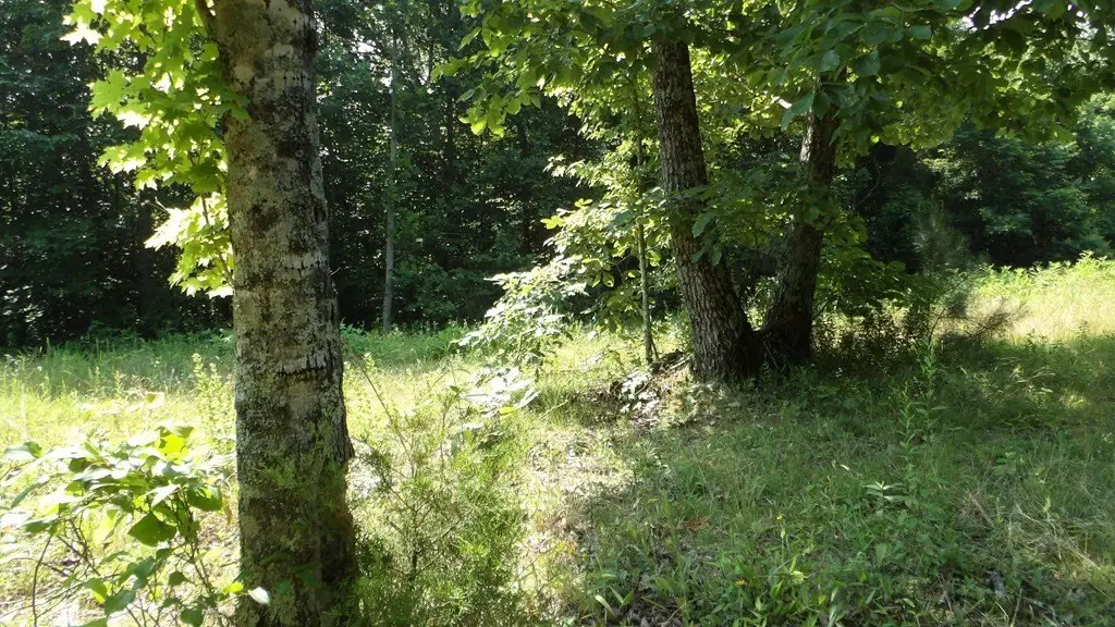 Picture 27