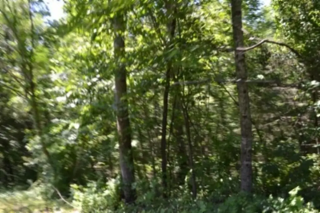 Picture 8