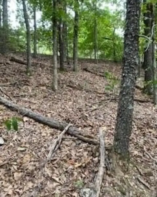 Picture 8