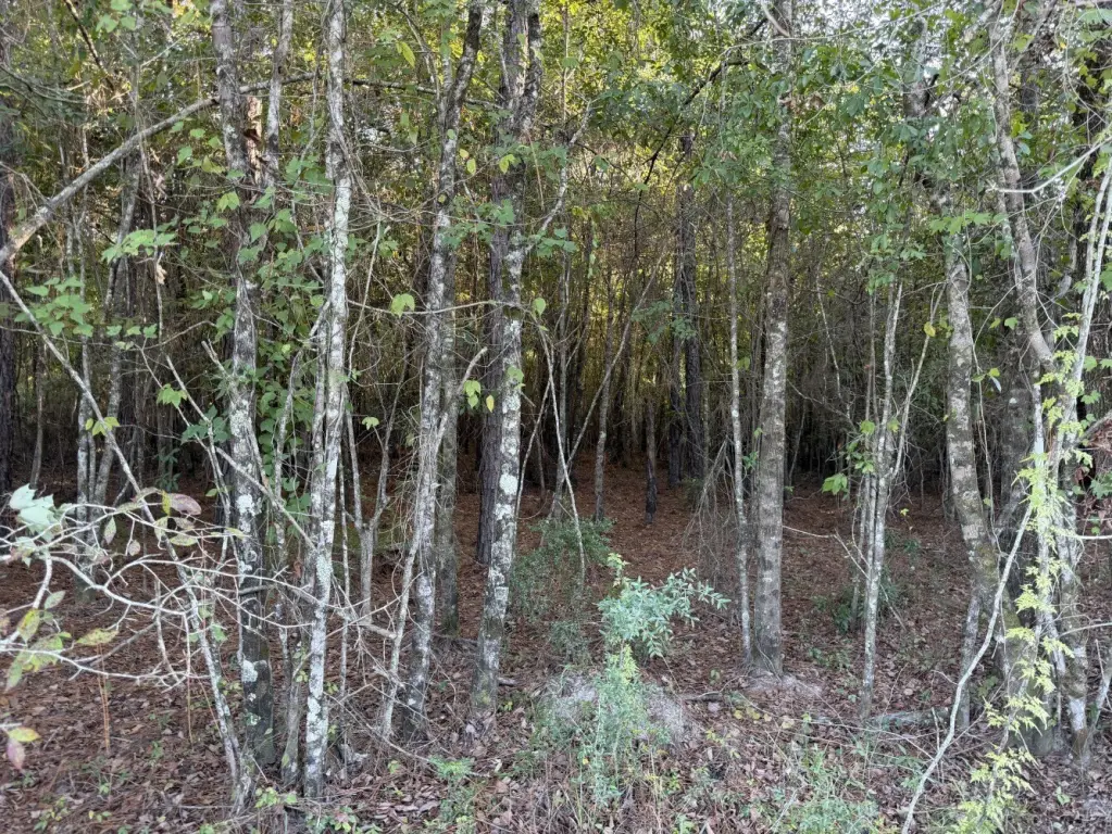 Picture 13