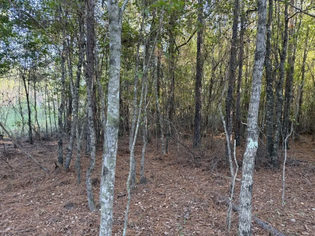 Picture 15