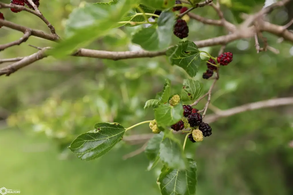 Picture 40