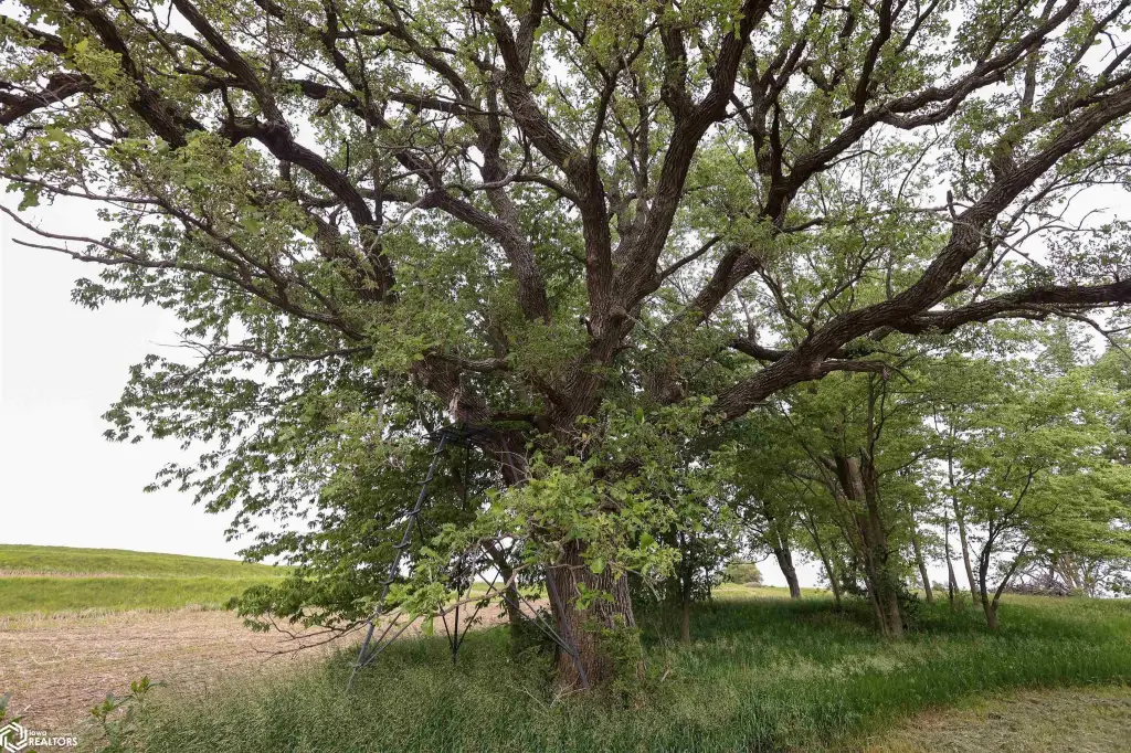 Picture 21