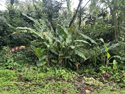 Land Near Pahoa, Hawaii