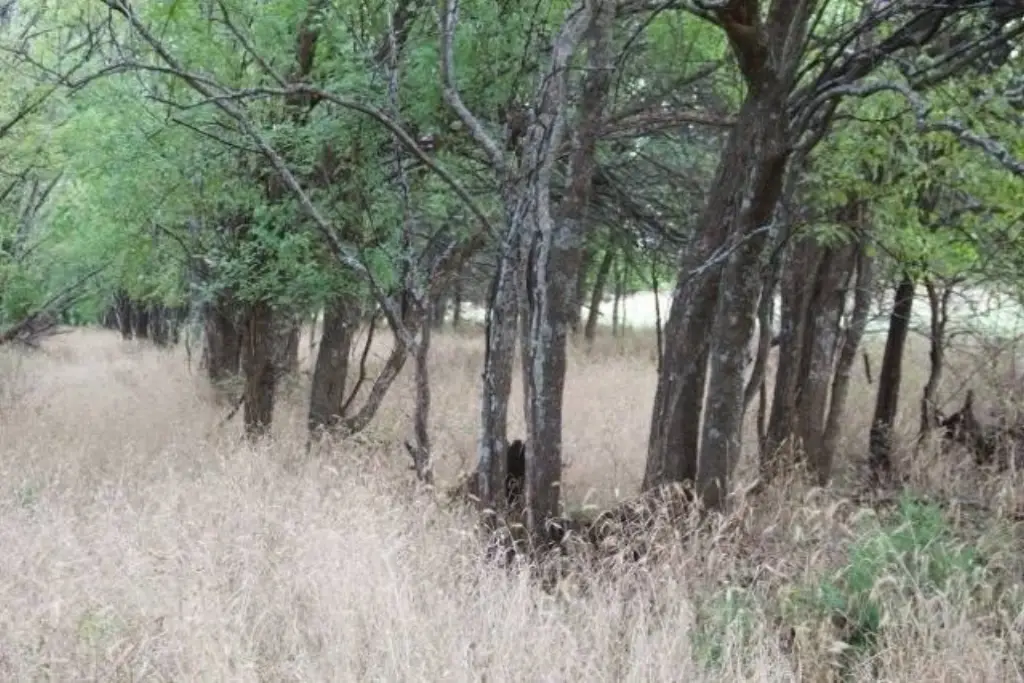 Picture 21