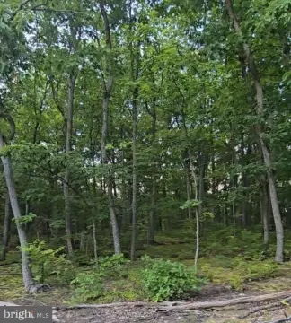 Wooded Hunting Land with Cabin