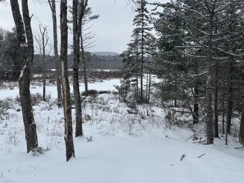 75-Acre Wooded Land in Maine