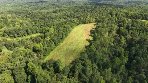 Timbered Hunting Land