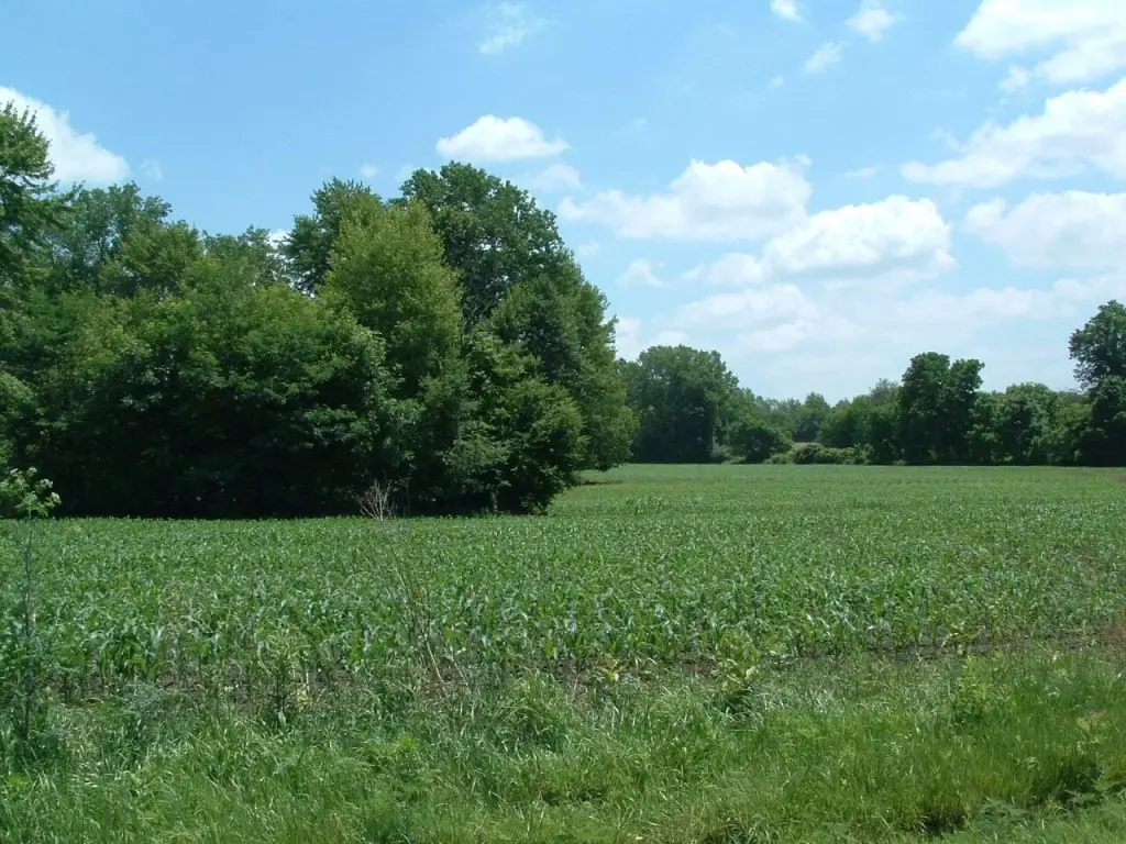 Picture 11