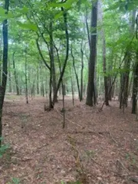 Wooded Recreation Land