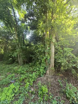 Residential Lot in Henderson, TX