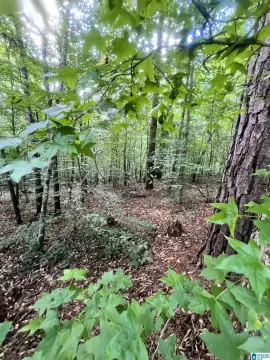 Wooded Lot in Alexander City