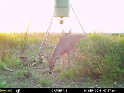 Comstock Hunting Land with Mobile Home