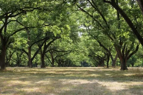 Profitable Pecan Farm with Retail