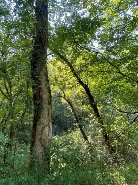 Undeveloped Land in Johnson County