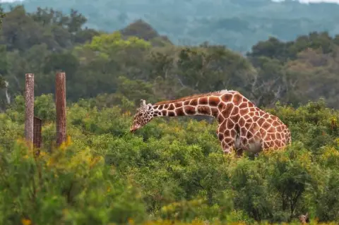 YO Ranch Land Opportunity