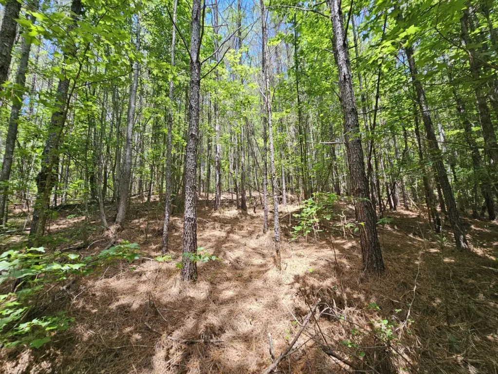 Picture 18
