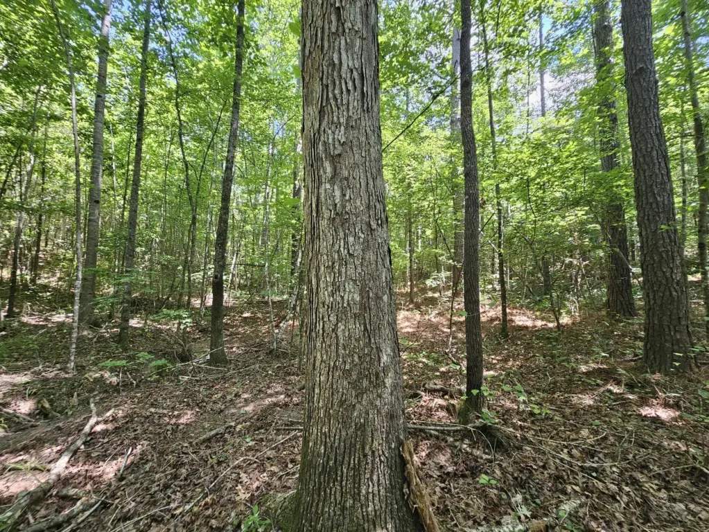 Picture 23
