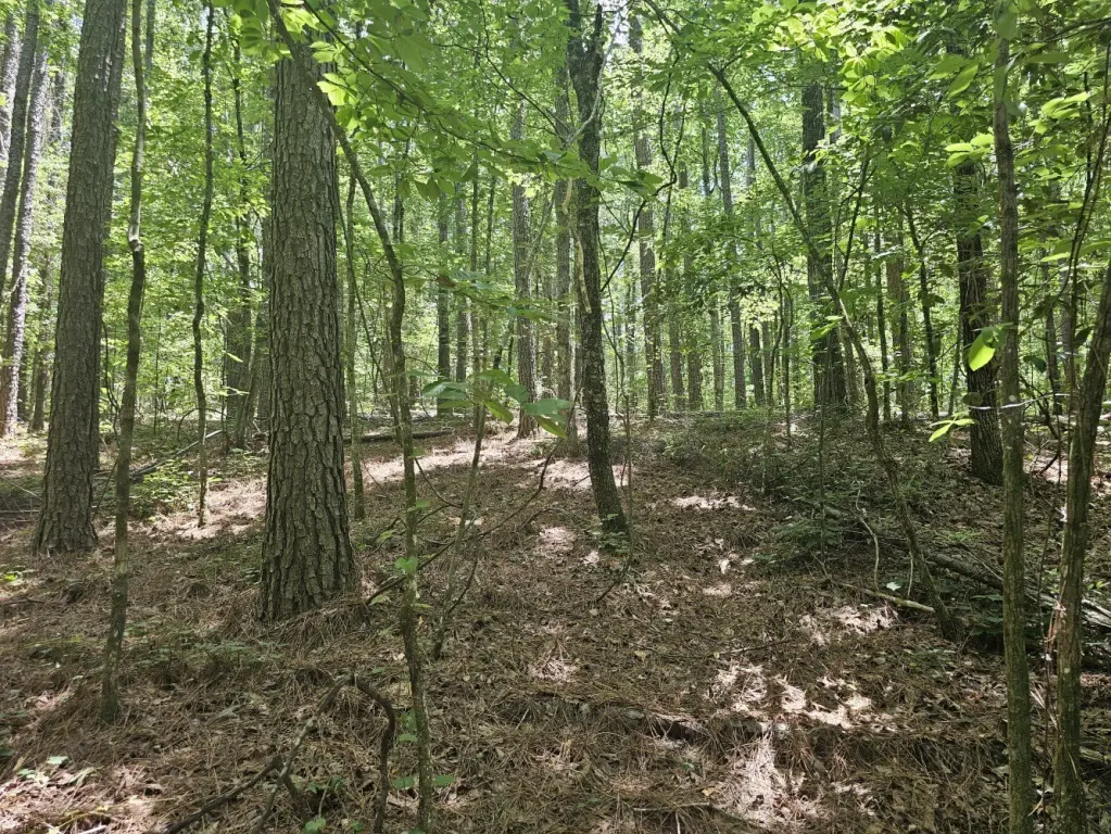 Picture 43