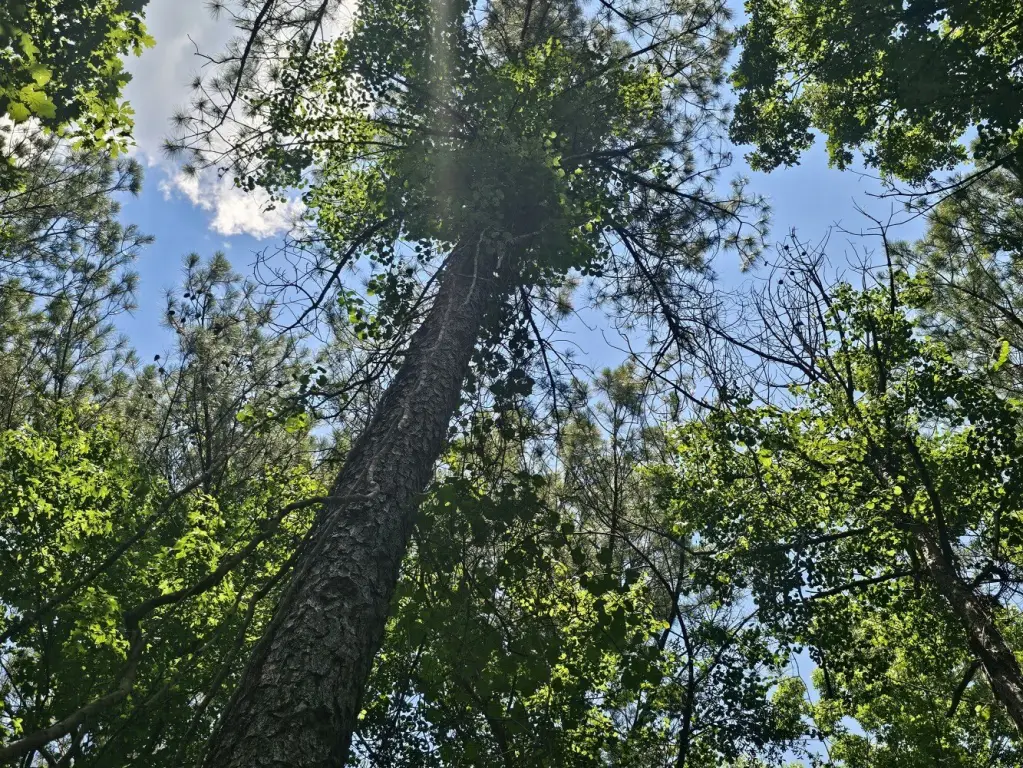 Picture 46