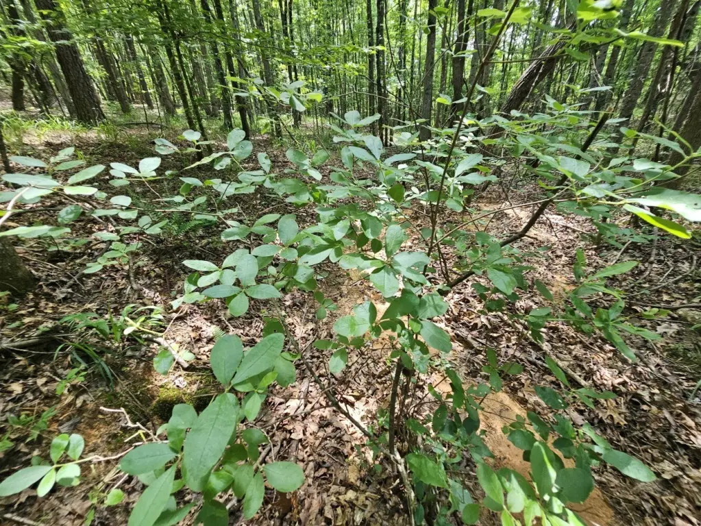 Picture 36