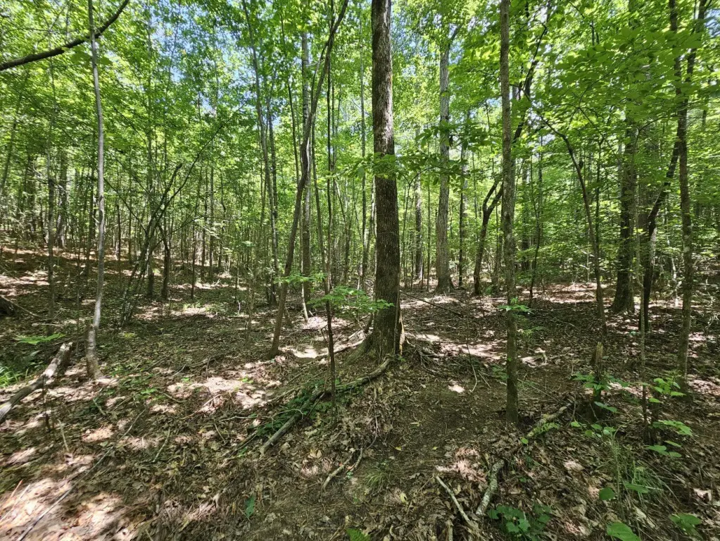 Picture 25