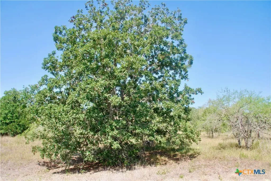 Picture 29