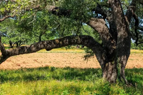 Llano Rural Land with Views