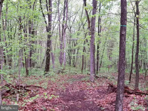 Unrestricted Wooded Land For Sale