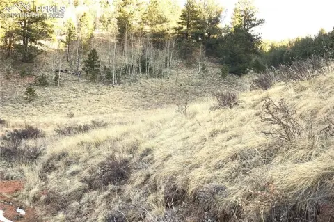 Treed Lot in Divide, CO