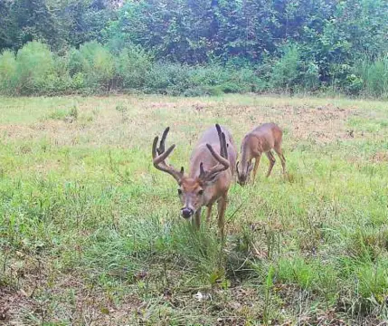 Vicksburg Land for Hunting