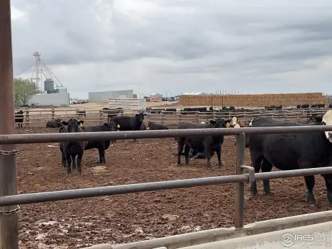 Colorado Cattle Feeding Operation