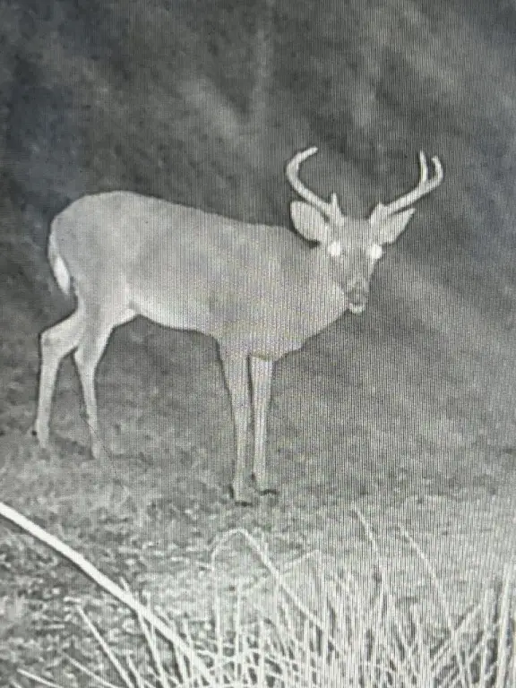 Picture 31
