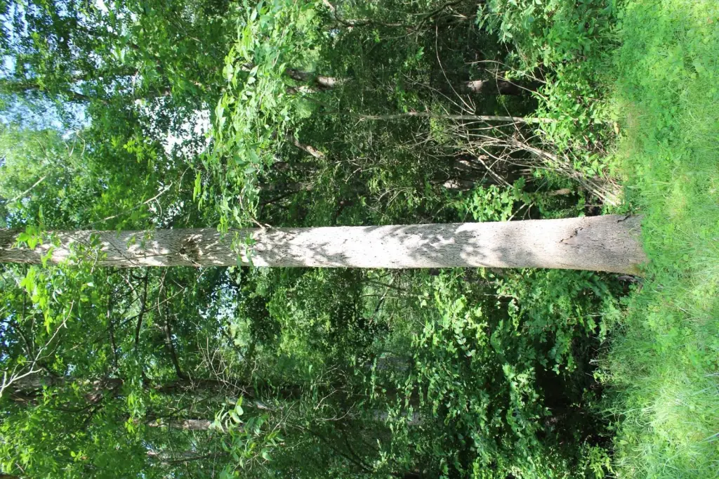 Picture 6