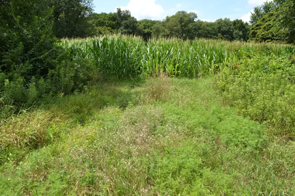 Picture 25