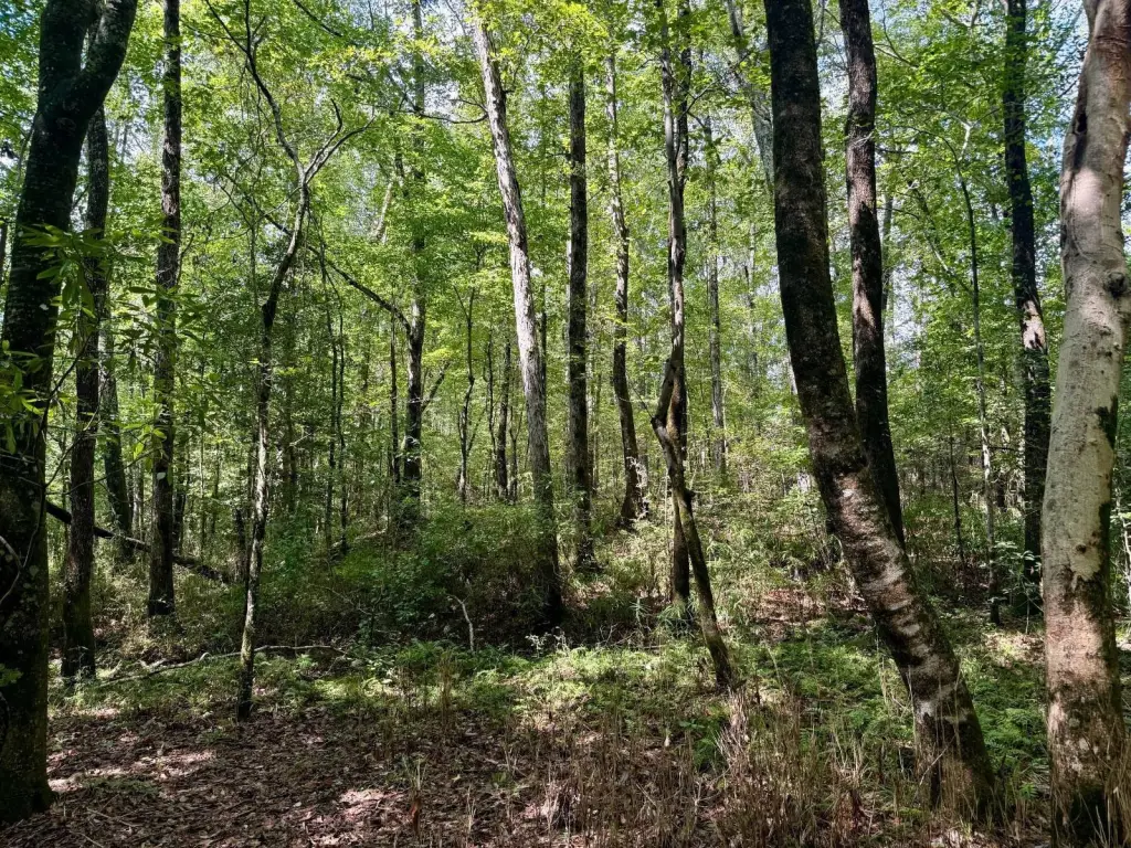 Picture 41