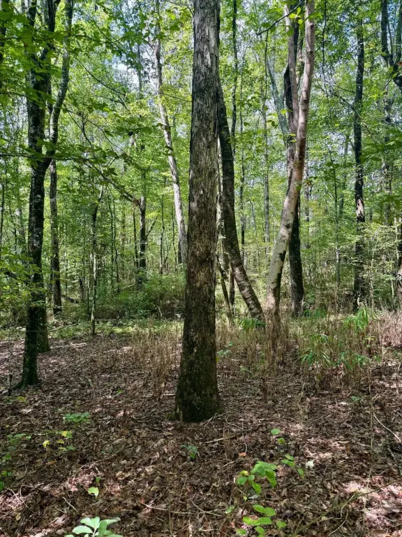 Picture 39