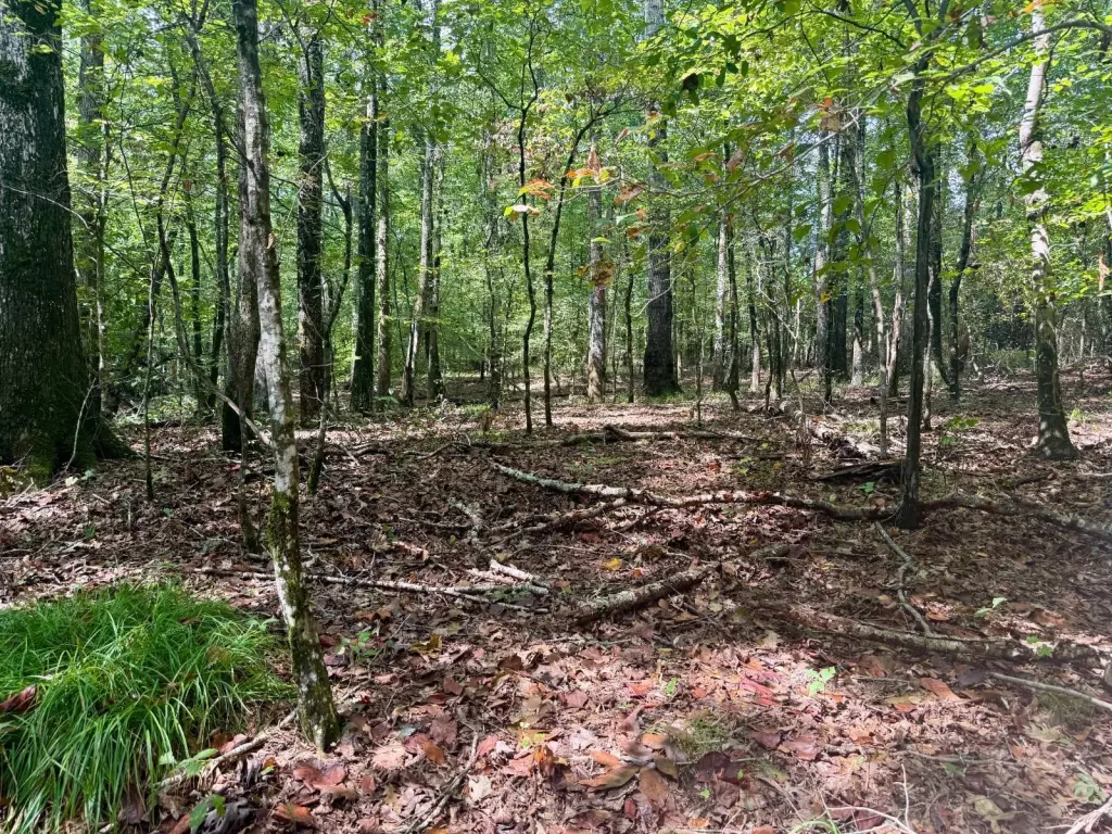 Picture 45
