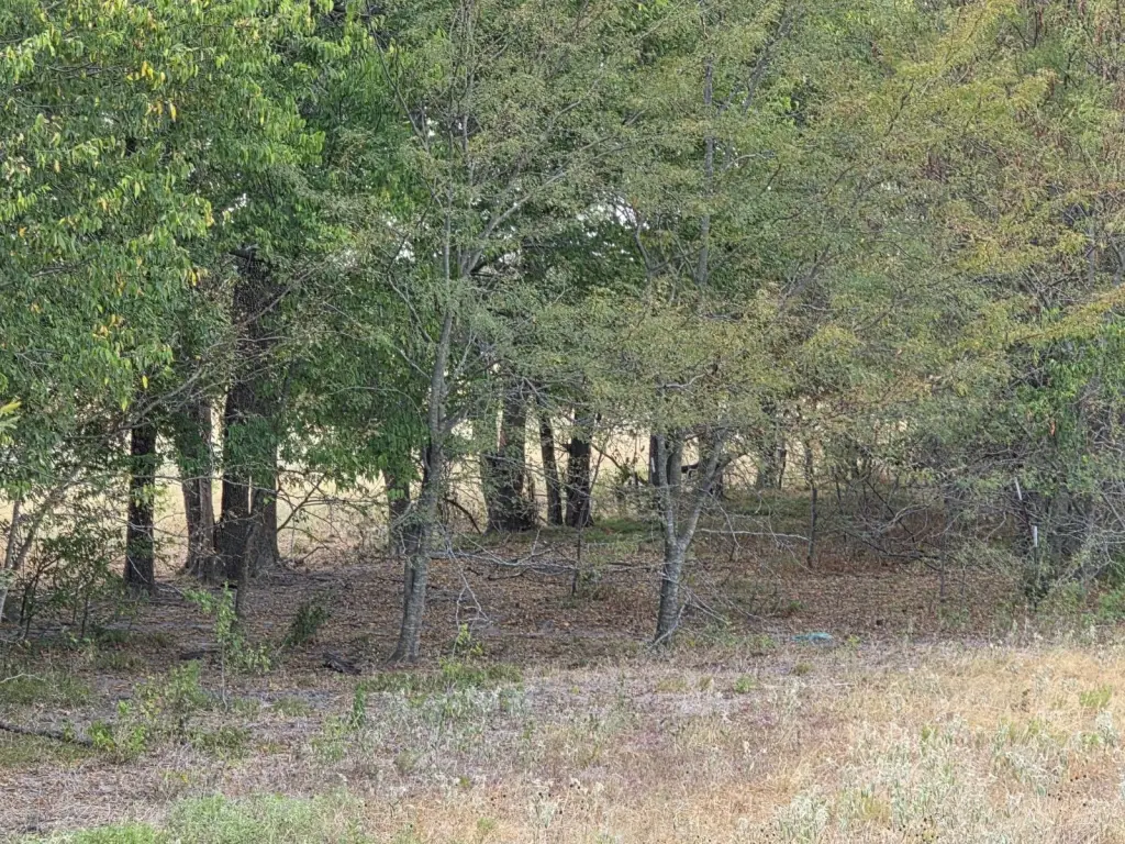 Picture 8