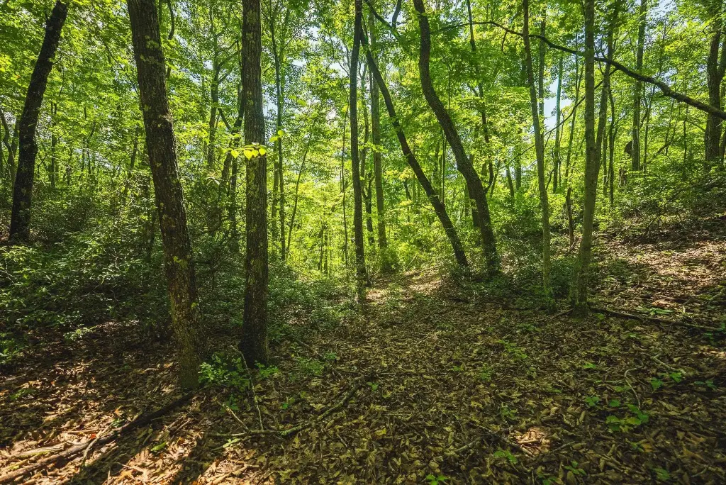 Picture 25