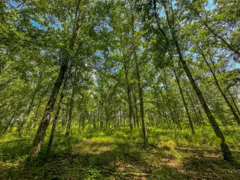 Bibb County Timber Investment Land