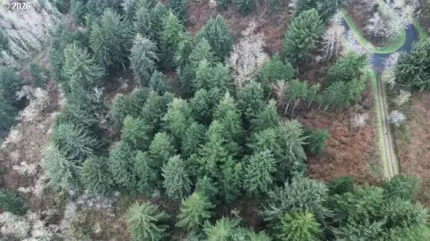 Florence Land with Ocean View