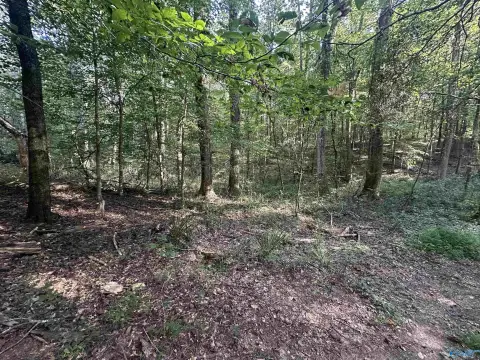 Guntersville Acreage with Hunting Potential
