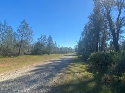 40-Acre Wooded Land