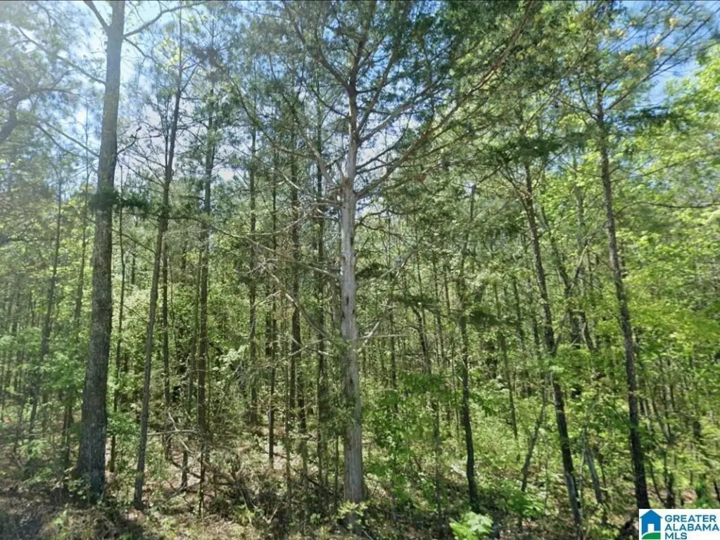 Picture 12